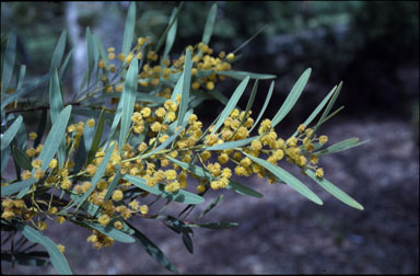 APII jpeg image of Acacia dawsonii  © contact APII