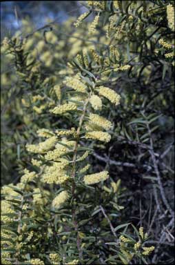 APII jpeg image of Acacia oxycedrus  © contact APII