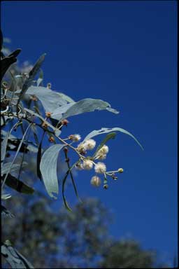 APII jpeg image of Acacia platycarpa  © contact APII