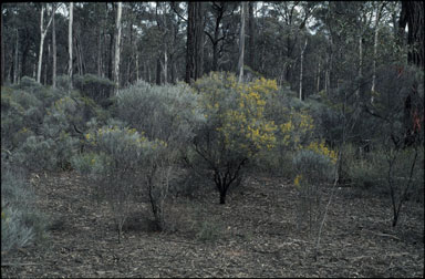 APII jpeg image of Acacia williamsonii  © contact APII