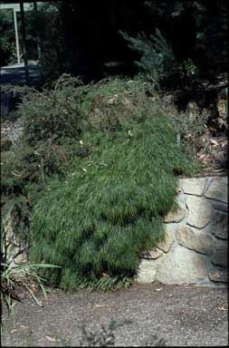 APII jpeg image of Acacia cognata 'Green Mist'  © contact APII