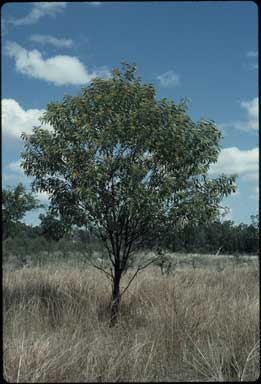 APII jpeg image of Acacia cretata  © contact APII