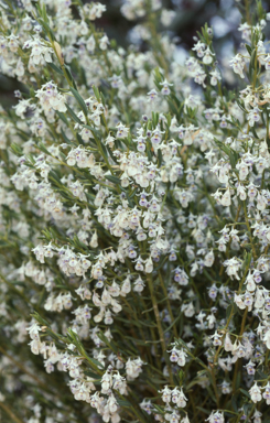 APII jpeg image of Hybanthus floribundus subsp. floribundus  © contact APII