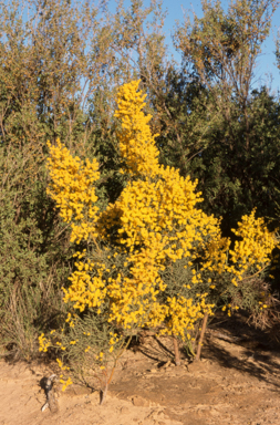 APII jpeg image of Acacia spinescens  © contact APII