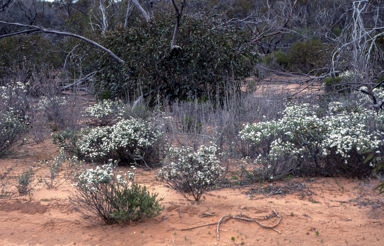 APII jpeg image of Olearia pimeleoides  © contact APII