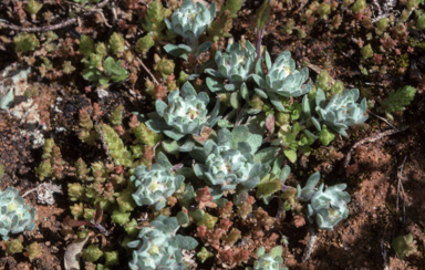 APII jpeg image of Actinobole uliginosum  © contact APII