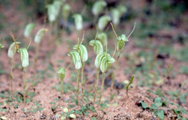 APII jpeg image of Pterostylis nana  © contact APII