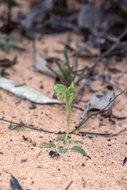 APII jpeg image of Pterostylis nana  © contact APII