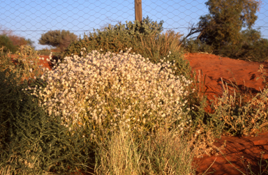 APII jpeg image of Ptilotus obovatus subsp. obovatus  © contact APII