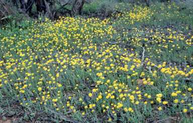 APII jpeg image of Rhodanthe polygalifolia  © contact APII