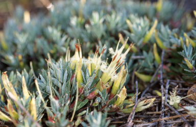 APII jpeg image of Styphelia adscendens  © contact APII