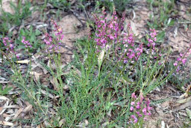 APII jpeg image of Swainsona microphylla  © contact APII