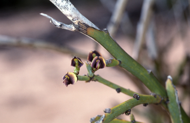 APII jpeg image of Templetonia sulcata  © contact APII