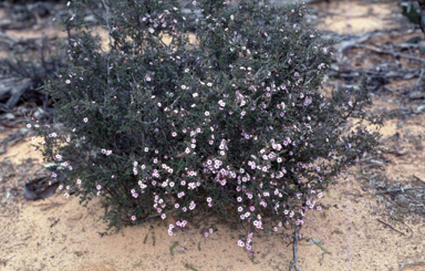 APII jpeg image of Baeckea crassifolia  © contact APII