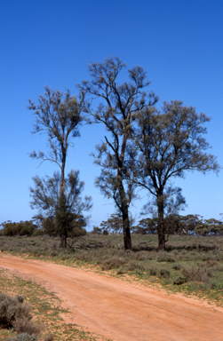 APII jpeg image of Casuarina cristata  © contact APII