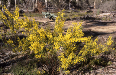 APII jpeg image of Acacia acinacea  © contact APII