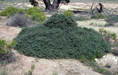 APII jpeg image of Halosarcia  © contact APII