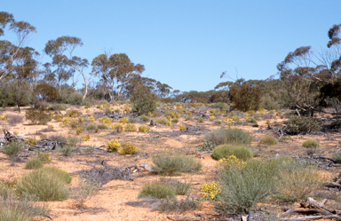 APII jpeg image of Hibbertia virgata  © contact APII
