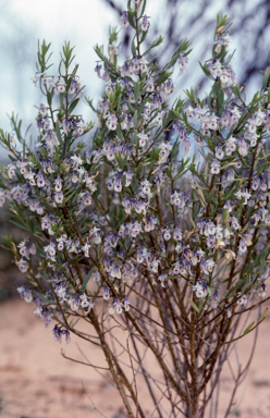 APII jpeg image of Hybanthus floribundus  © contact APII