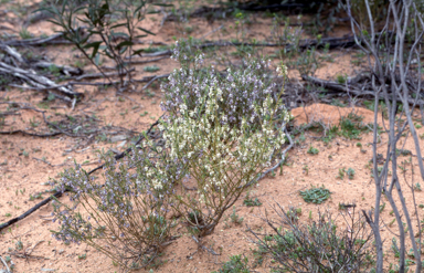 APII jpeg image of Hybanthus floribundus  © contact APII