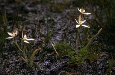 APII jpeg image of Caladenia marginata  © contact APII