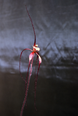 APII jpeg image of Caladenia filamentosa  © contact APII