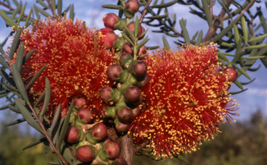 APII jpeg image of Melaleuca fulgens  © contact APII