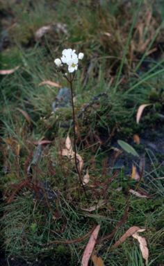 APII jpeg image of Drosera binata  © contact APII