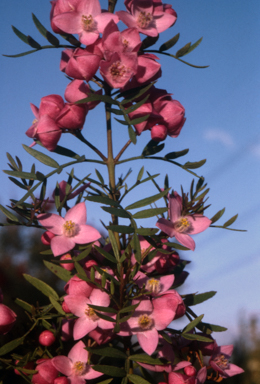 APII jpeg image of Boronia pinnata  © contact APII