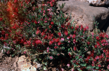 APII jpeg image of Darwinia taxifolia subsp. macrolaena  © contact APII