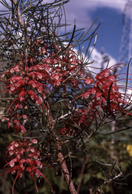 APII jpeg image of Grevillea pinaster  © contact APII
