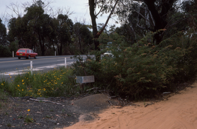 APII jpeg image of Grevillea caleyi  © contact APII
