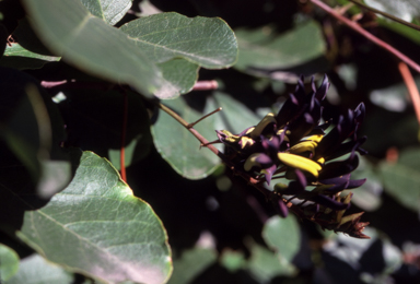 APII jpeg image of Kennedia nigricans  © contact APII