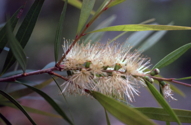 APII jpeg image of Callistemon formosus  © contact APII