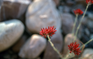 APII jpeg image of Polycarpaea  © contact APII