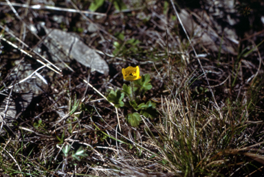 APII jpeg image of Swainsona affinis  © contact APII