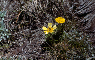 APII jpeg image of Ranunculus graniticolus  © contact APII