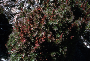 APII jpeg image of Richea scoparia  © contact APII