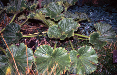 APII jpeg image of Stilbocarpa polaris  © contact APII