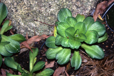 APII jpeg image of Pringlea antiscorbutica  © contact APII