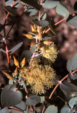 APII jpeg image of Eucalyptus gillii  © contact APII