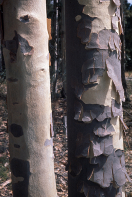 APII jpeg image of Corymbia maculata  © contact APII