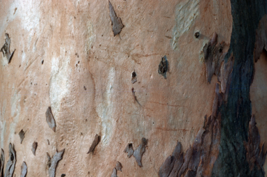 APII jpeg image of Eucalyptus salmonophloia  © contact APII