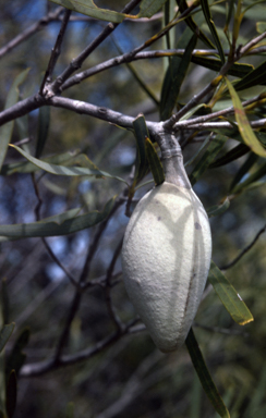 APII jpeg image of Xylomelum angustifolium  © contact APII