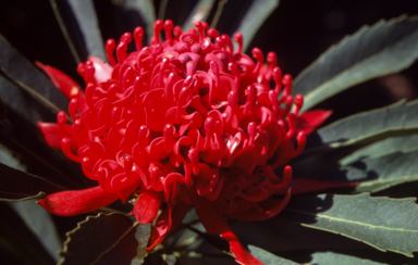 APII jpeg image of Telopea speciosissima  © contact APII