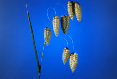 APII jpeg image of Briza maxima  © contact APII