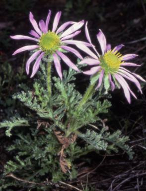 APII jpeg image of Erodiophyllum elderi  © contact APII