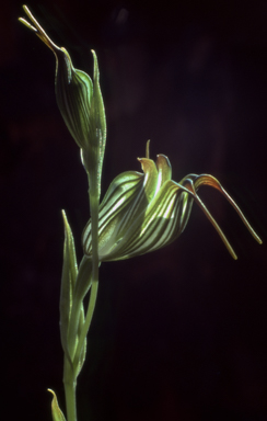 APII jpeg image of Pterostylis recurva  © contact APII