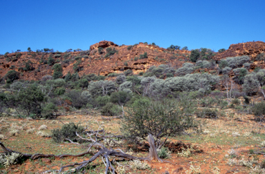 APII jpeg image of Acacia aneura  © contact APII