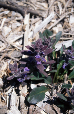 APII jpeg image of Ajuga australis  © contact APII